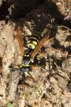 Polistes dominula