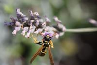 Polistes dominula