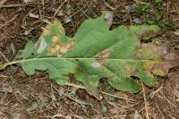 Neuroterus quercusbaccarum