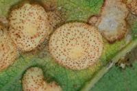 Neuroterus quercusbaccarum