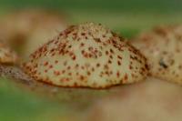 Neuroterus quercusbaccarum