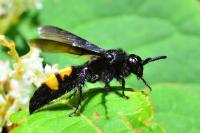 Scolia hirta