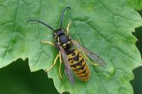 Vespula germanica