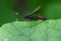 Agrothereutes abbreviatus