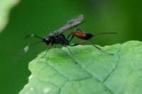 Agrothereutes abbreviatus