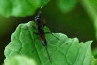 Agrothereutes abbreviatus