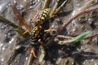 Polistes dominula