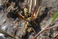 Polistes dominula