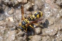 Eumenes papillarius