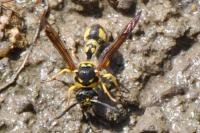 Eumenes papillarius
