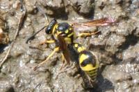 Eumenes papillarius