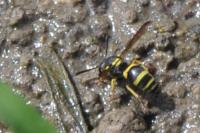 Ancistrocerus gazella
