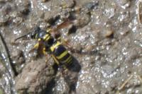 Ancistrocerus gazella
