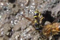 Ancistrocerus gazella