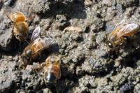 Apis mellifera