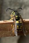 Vespula germanica