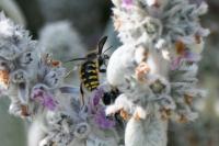 Anthidium manicatum