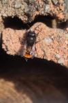Osmia cornuta