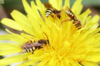 Nomada