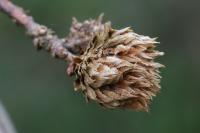 Andricus fecundatrix