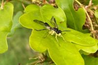 Tenthredo temula