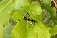 Tenthredo temula