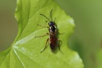 Aglaostigma fulvipes