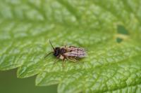 Andrena flavipes