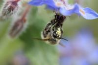 Anthophora plumipes