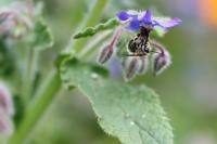Anthophora plumipes