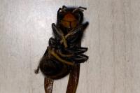 Vespa velutina