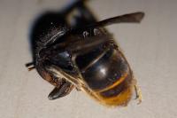 Vespa velutina
