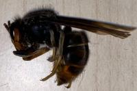 Vespa velutina