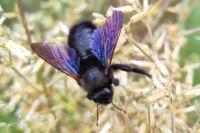 Xylocopa violacea