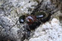 Camponotus