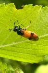 Arge cyanocrocea