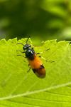 Arge cyanocrocea