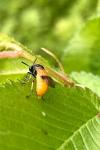 Arge cyanocrocea