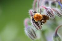 Bombus pascuorum