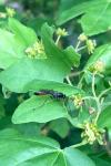 Ammophila