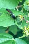 Ammophila