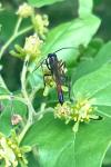 Ammophila