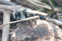 Andrena cineraria