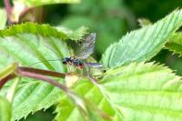 Acrotomus