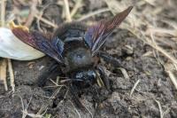 Xylocopa violacea