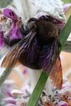 Xylocopa