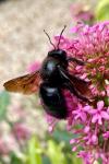 Xylocopa violacea