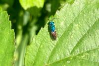 Chrysis ignita