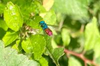 Chrysis ignita