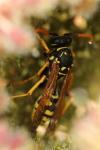 Polistes dominula